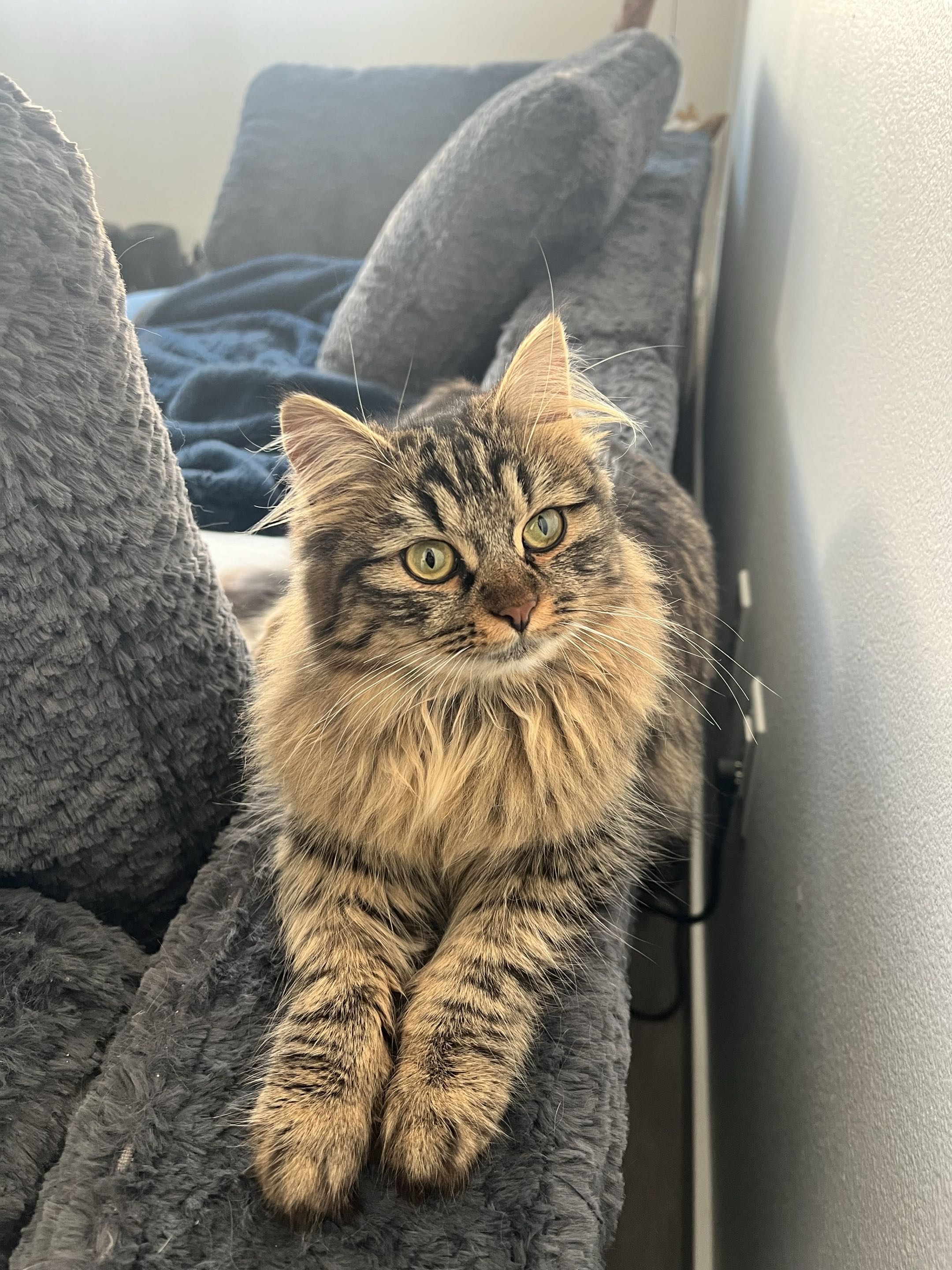 Kitty
