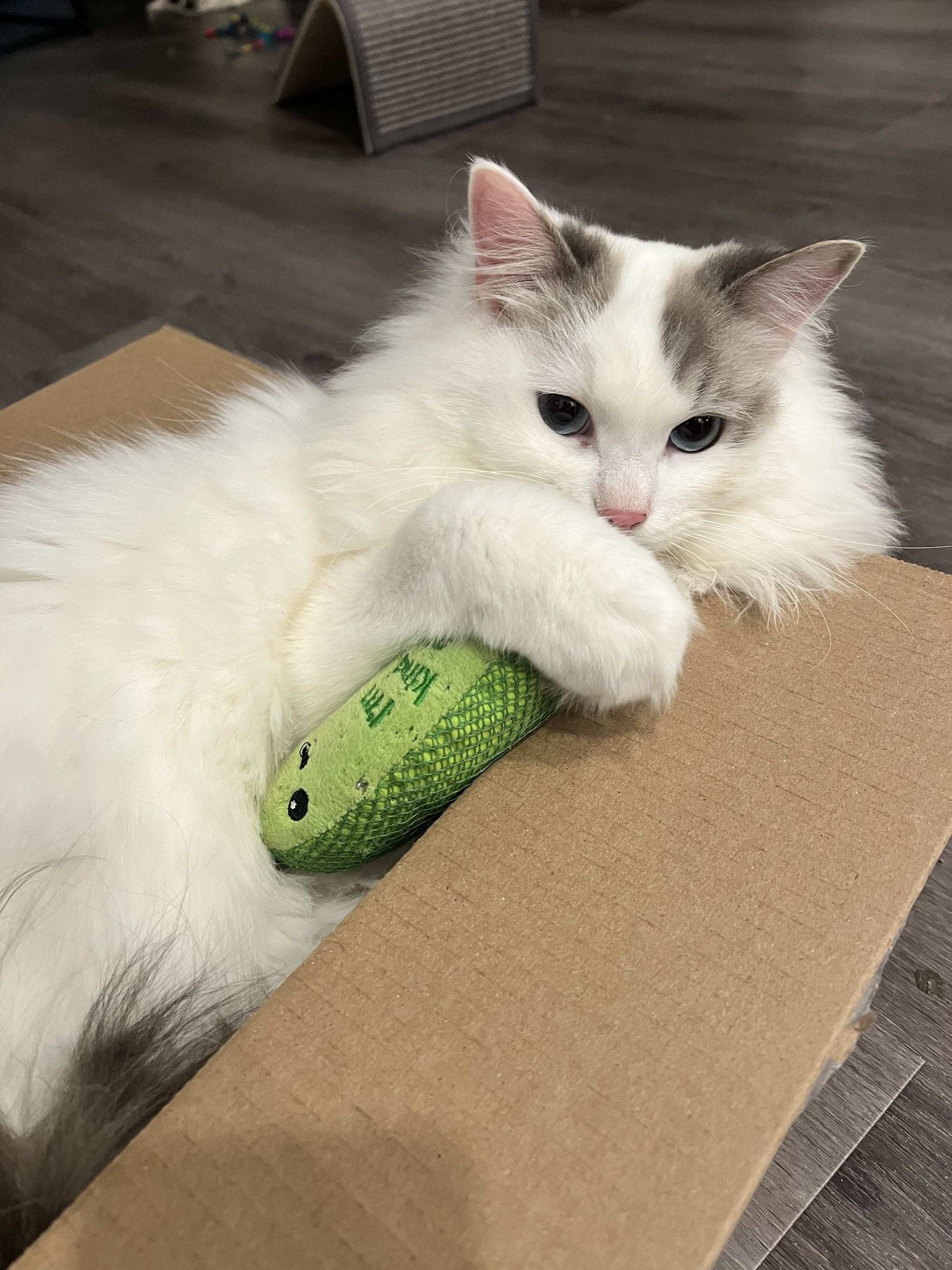Mochi